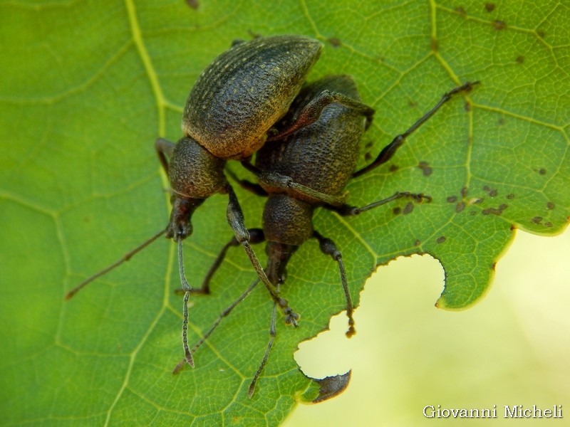 Coppia di Curculionidi: Otiorhynchus vehemens